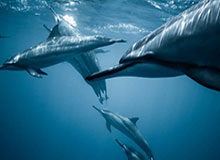 克努佩尔26+11+8布伦森26+13 黄蜂终结尼克斯7连胜